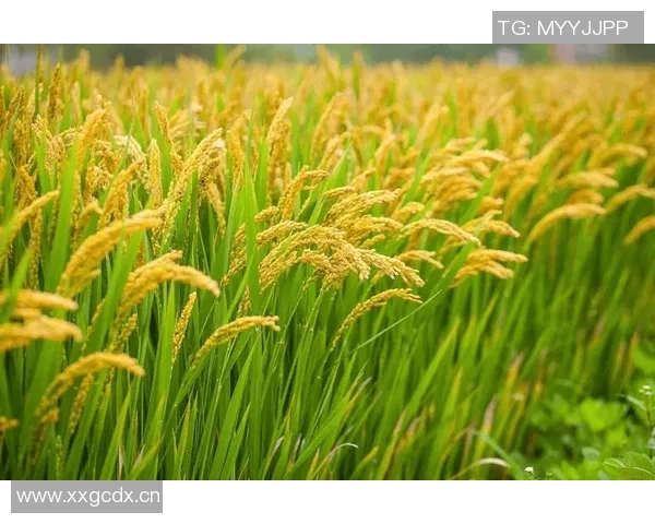 五谷丰登:探讨五大农作物的栽培技术与可持续发展趋势 五谷丰登:探讨五大农作物的栽培技术与可持续发展趋势